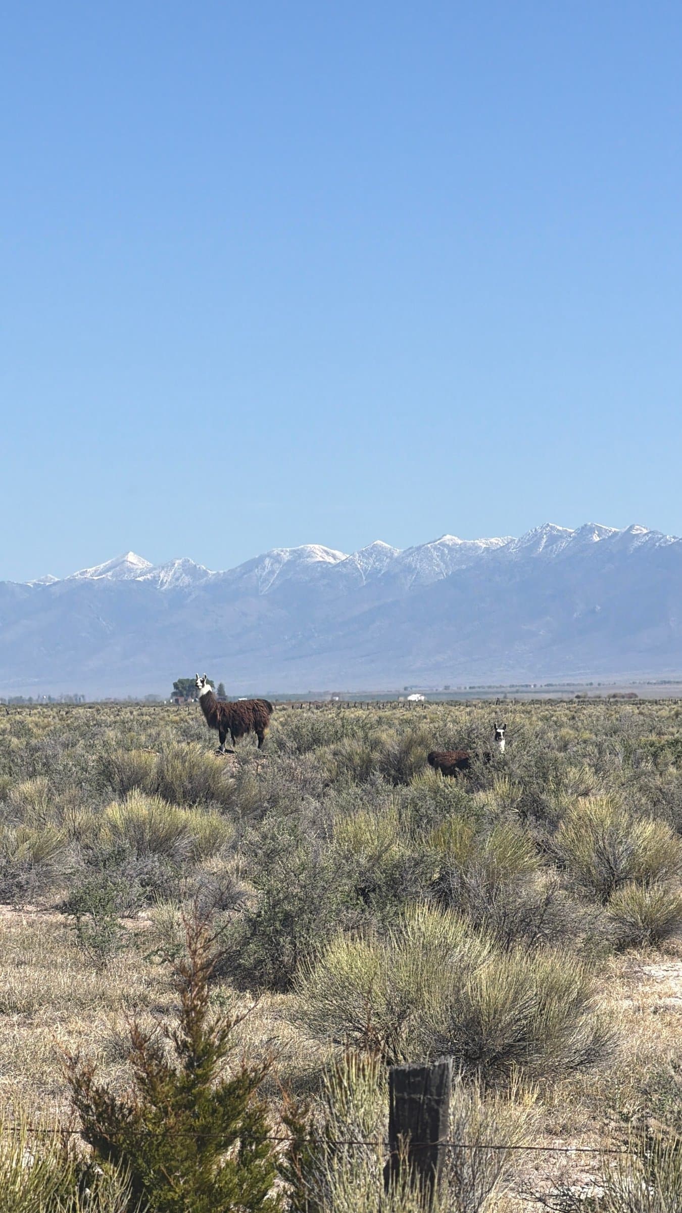 Wildlife at the Baca National Wildlife Refuge in the San Luis Valley